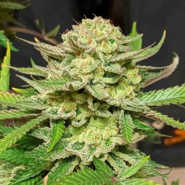 Skunk #1 Auto-Flower - Image 2